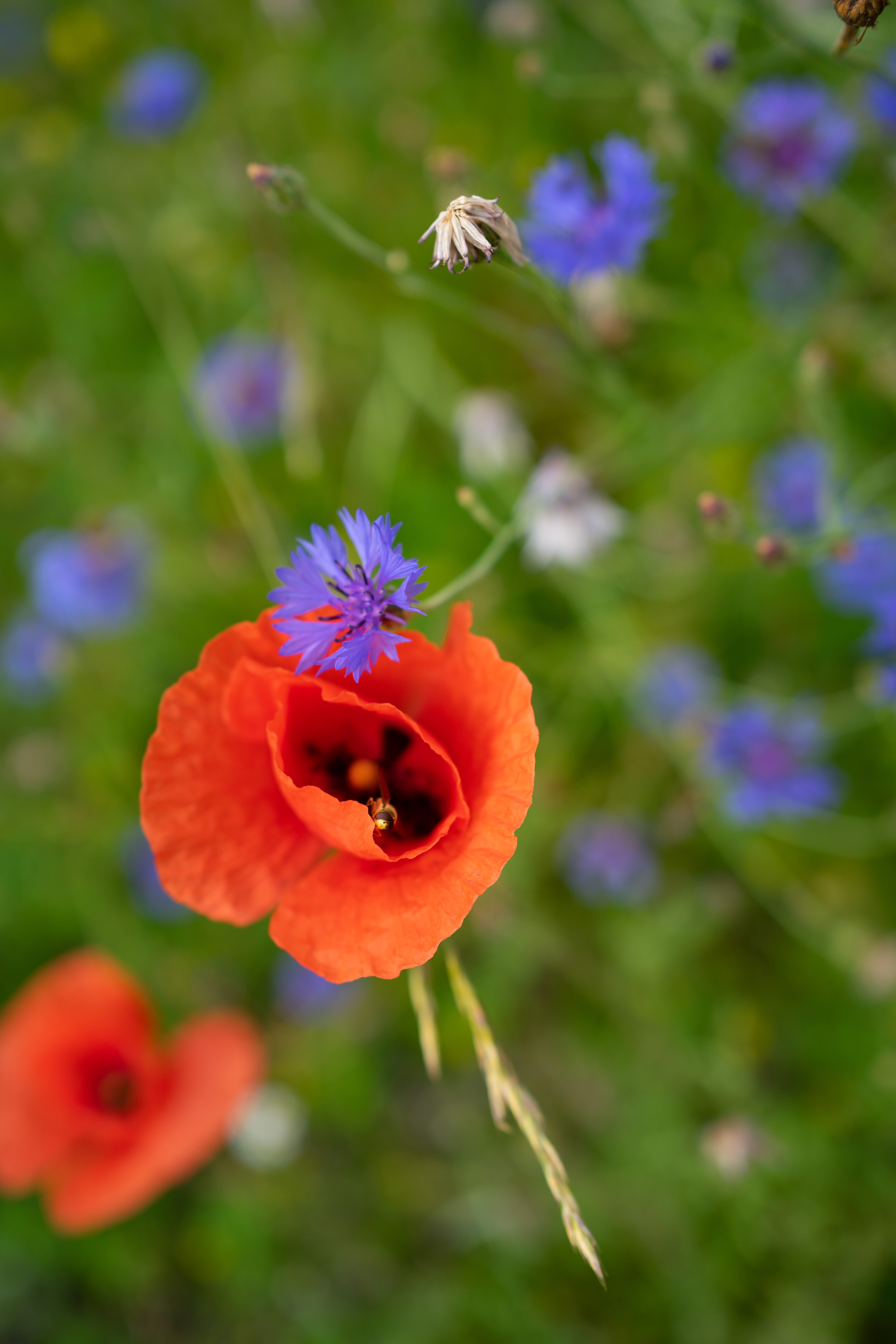 Mohn im Feld!