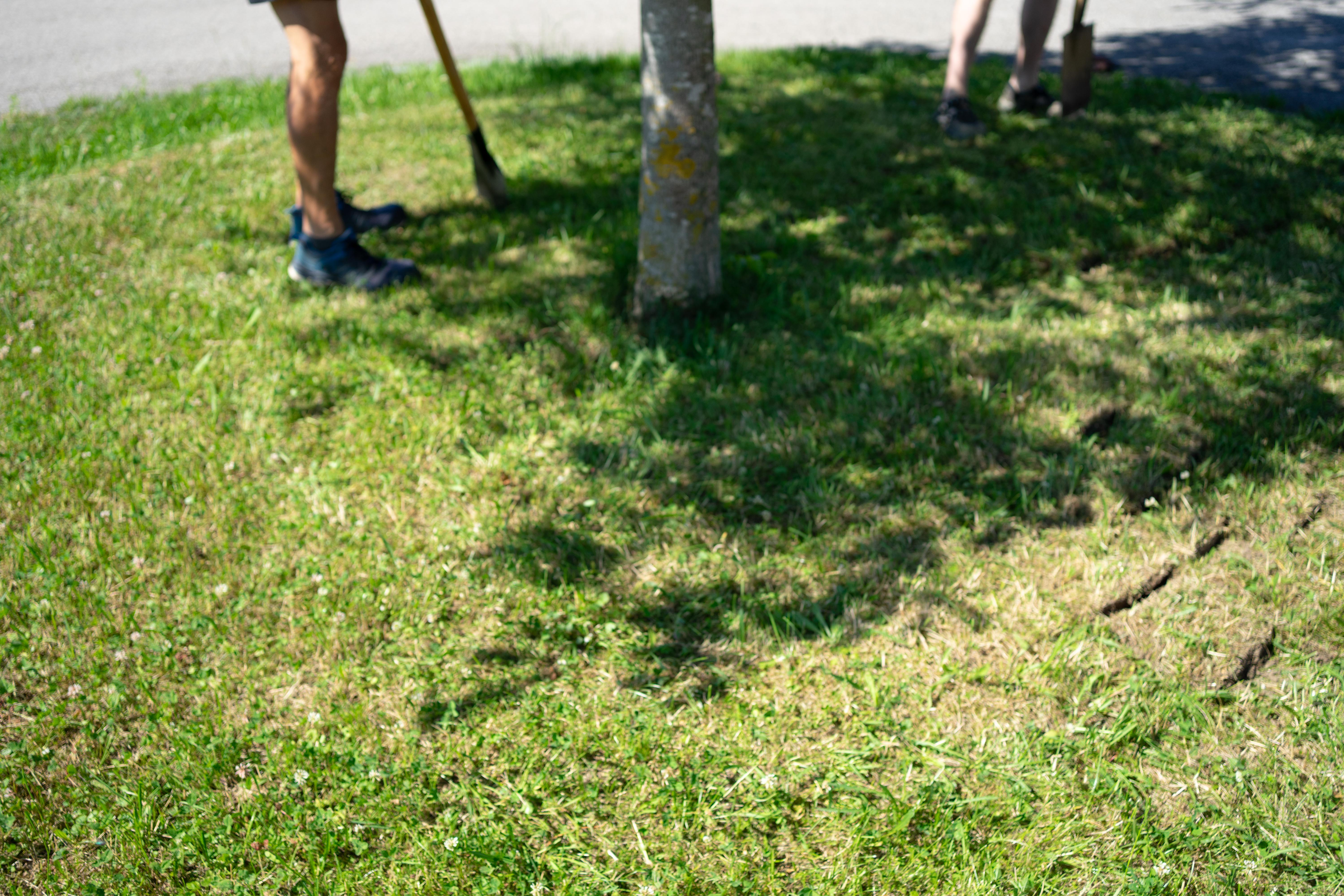 Sonniger Standort für eine Blühwiese