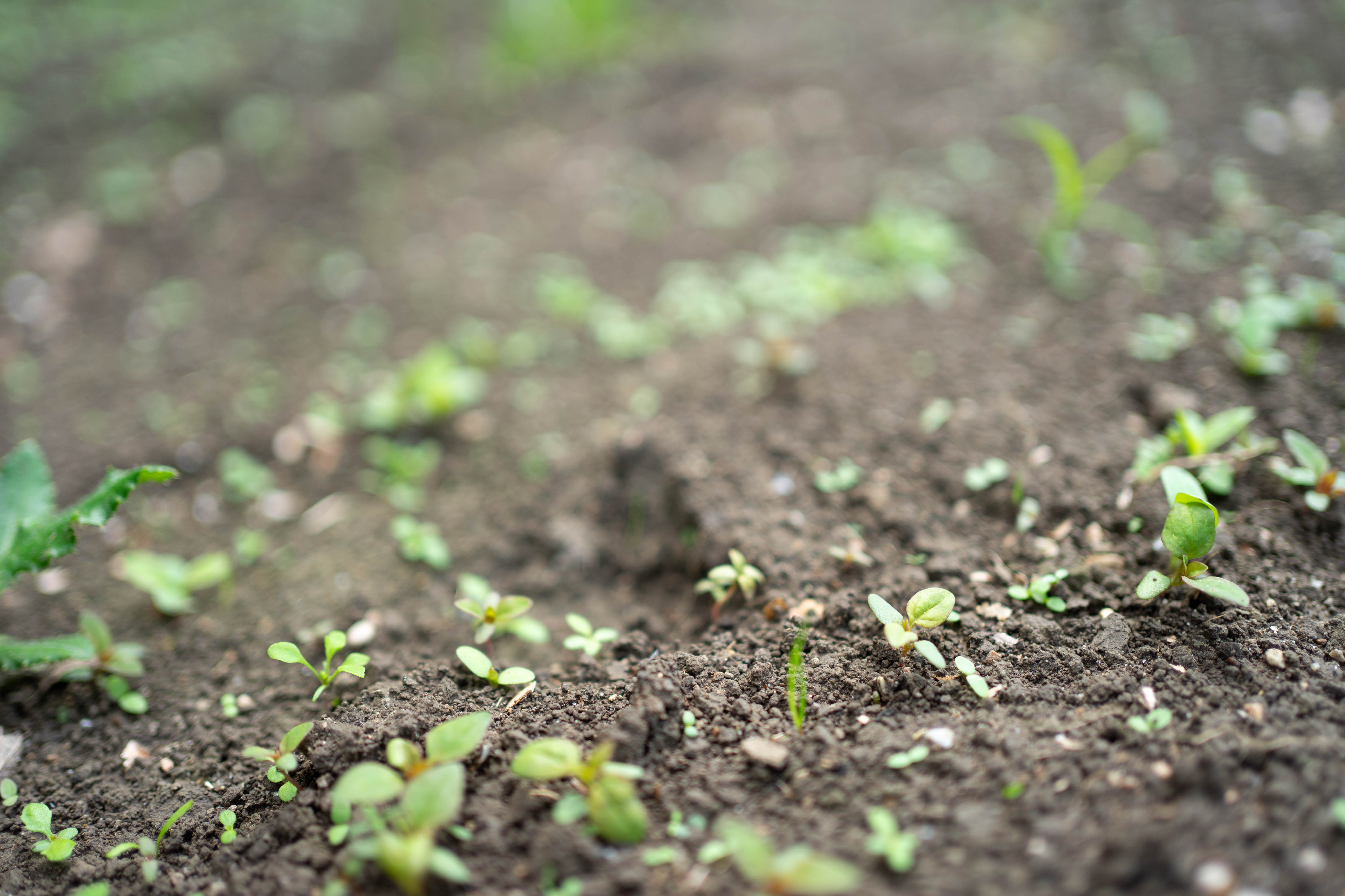 Setzlinge keimen auf dem Feld