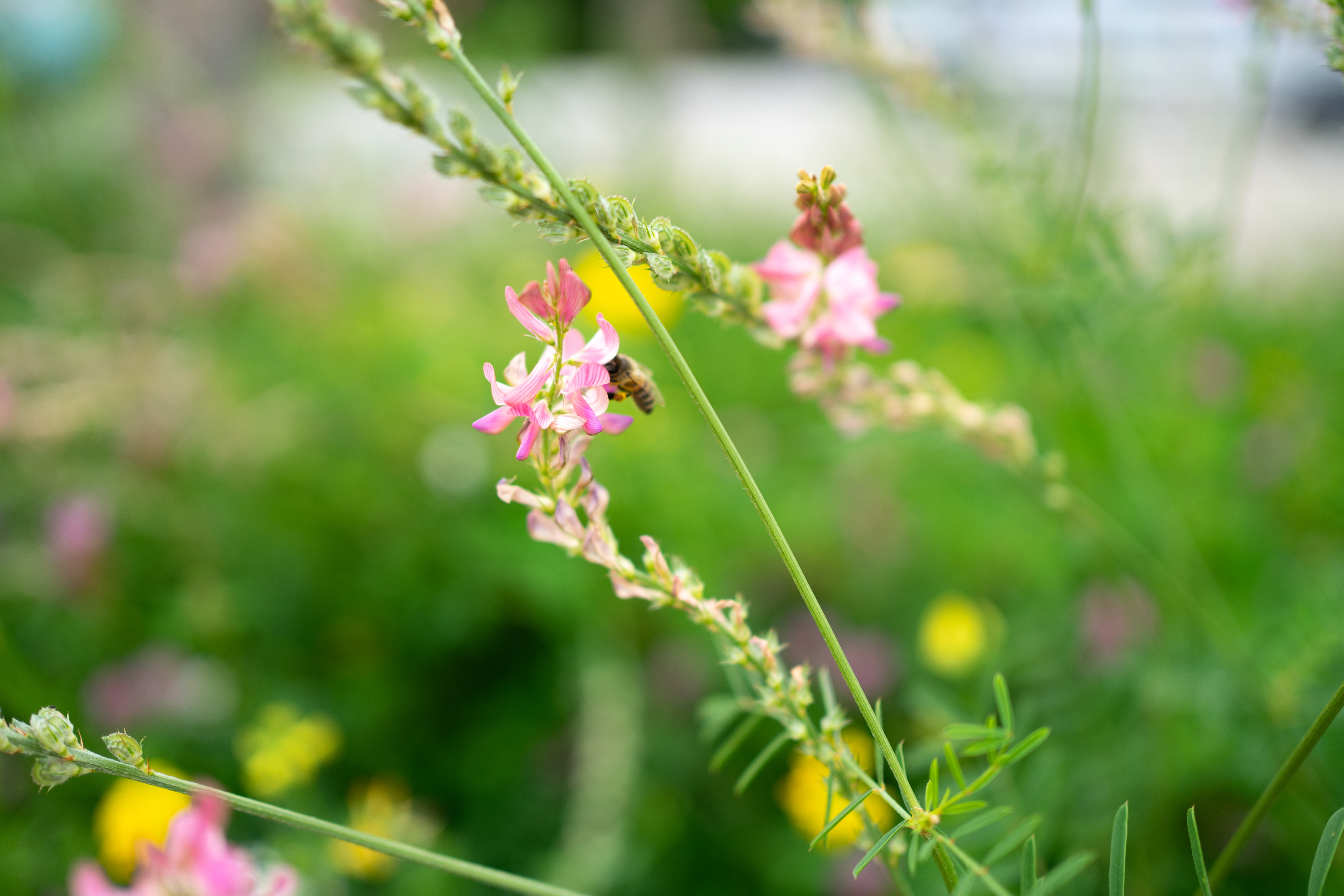 Bienen auf der Wiese