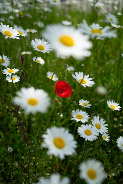 Mohn im Gänseblumenfeld